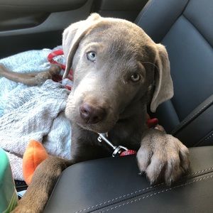 Meet your Posher, Kara